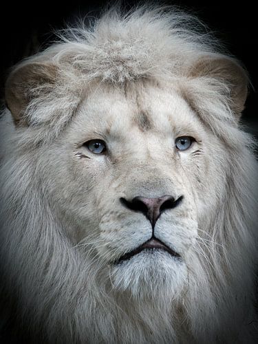 White King by Hermen van Laar