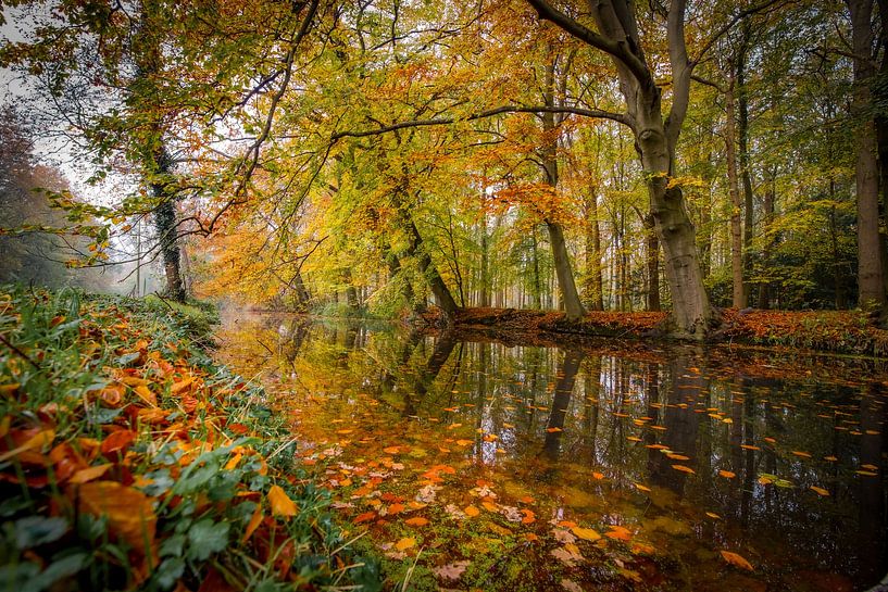 Dream forest in Wassenaar by Dirk van Egmond