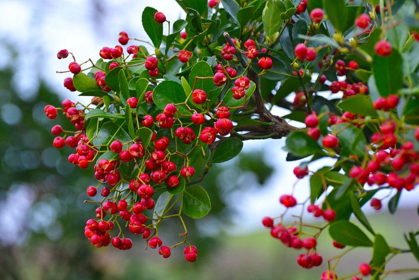 Red Berries von Lynda Cookson