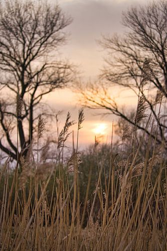 Bomen en riet in het roze en oranje zonlicht. Romantische sfeer.
