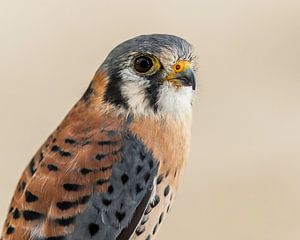 Falco