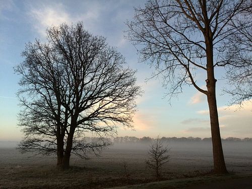 ochtend mist over westerwolde