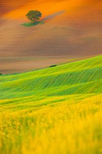 Landschaftsfoto eines einsamen Baumes in der hügeligen Landschaft
