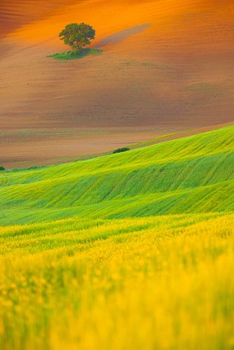 Landschapsfoto van een solitaire boom in het golvende heuvelland