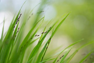 Wehendes Gras (Melica uniflora) von Birgitte Bergman