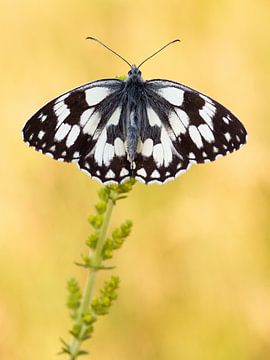 Papillon damier (Melanargia galathea) se reposant sur une fleur sur Nature in Stock