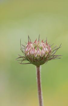 Wilde Möhre  I - Daucus carota