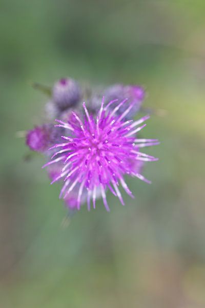 Chardon violet en fleurs par Mariska de Jonge