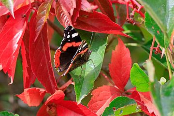 Prachtige vlinder-admiraal in de herfst