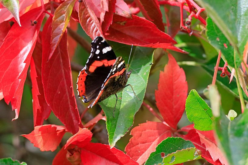 Schöner Schmetterling Admiral im Herbst von Thomas Jäger