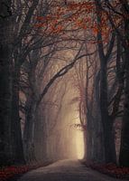 Au loin à travers l'automne