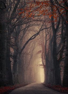 Way through the autumn by Rob Visser
