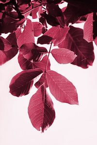 Viva Magenta Notenboom Loof
