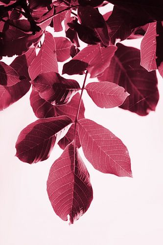 Viva Magenta Nussbaum Laub
