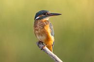 IJsvogel, Alcedo atthis van Gert Hilbink thumbnail