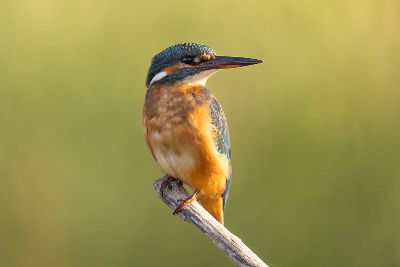 IJsvogel, Alcedo atthis van Gert Hilbink