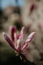 Blume mit Bokeh von Sanne van Pinxten Miniaturansicht