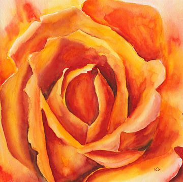 Orange Rosenblüte