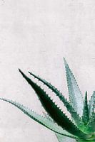 Aloe Vera succulent bij grijze muur