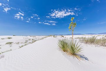Uitzicht - White Sands National Monument van Melanie Viola