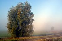Serene landscape in the morning fog