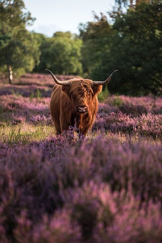 Schotse hooglander in de heide