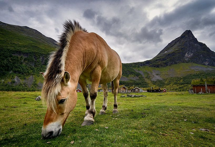 Horses grazing in Romedalen, Norway by qtx