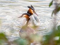 Grebes couple