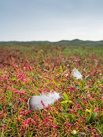 The Slufter, Texel by Johanna Blankenstein