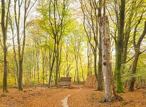 Speulder- en Sprielderbos (Nederland) van Marcel Kerdijk