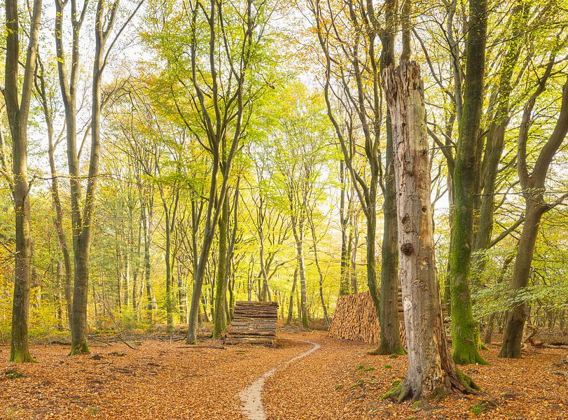 Speulder and Spielder forest (Netherlands) by Marcel Kerdijk