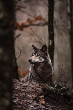 The european wolf by Design Wall Arts