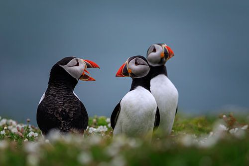 groep papegaaiduikers op Skomer Island voor de kust van Wales