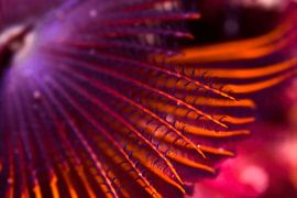 UNDERWATER ART - WORM