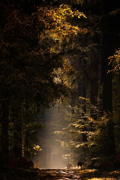 Sprookjesbos op de Veluwe van Elly van Veen