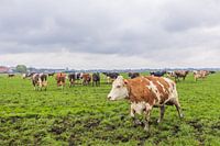 gevlekte koe in weiland