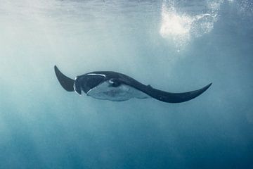 Une raie (manta) en liberté dans l'océan pour nager où elle veut aller sur MADK