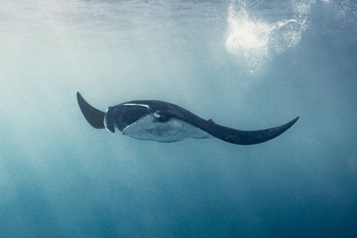 Ein (Manta-)Rochen schwimmt frei im Meer, wohin er will