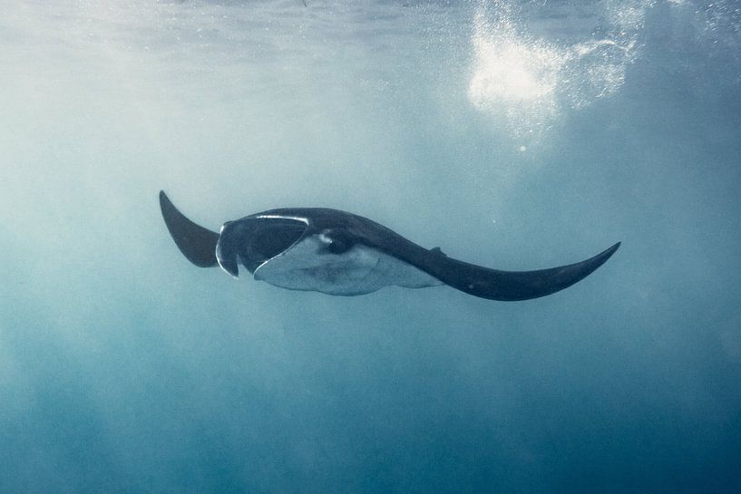 Une raie (manta) en liberté dans l'océan pour nager où elle veut aller par MADK