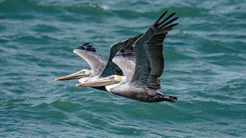 In vogelvlucht: de pelikaan.