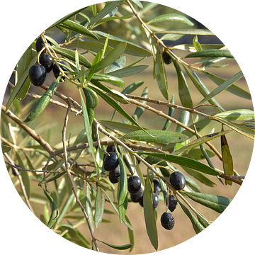 Zwarte olijven aan tak