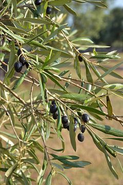Schwarze Oliven am Zweig von Bianca ter Riet
