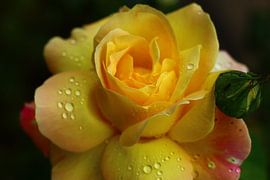 Vredesroos na een regenbui van L Nellestijn