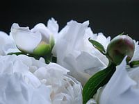 Bos Pioenrozen