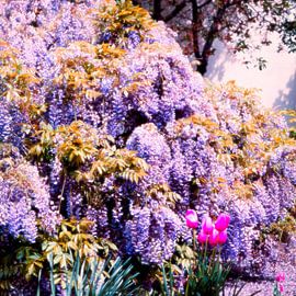 Rêve floral sur Mad Dog Art