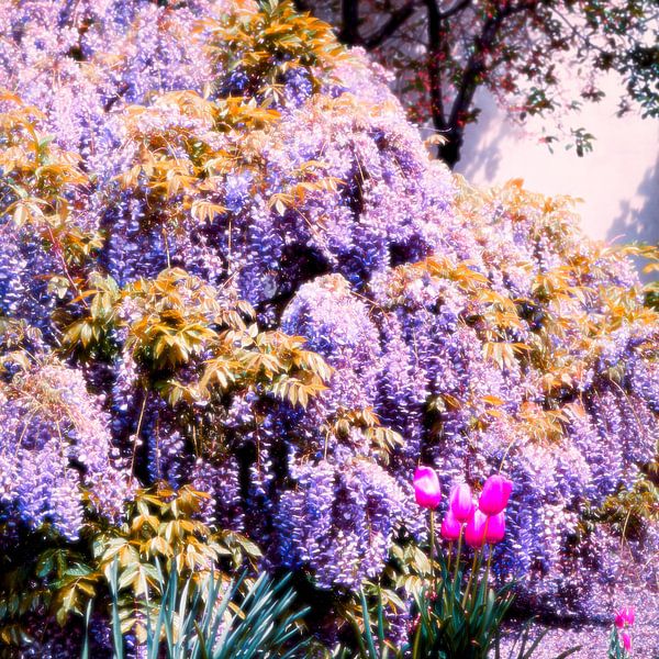 Flowers dream by Mad Dog Art