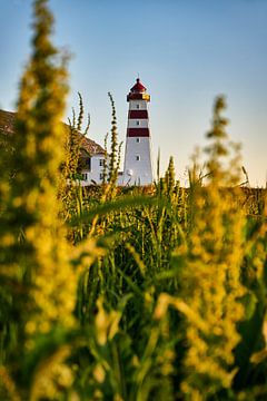Spring blooms around the Alnes lighthouse, Godøy, Norway by qtx