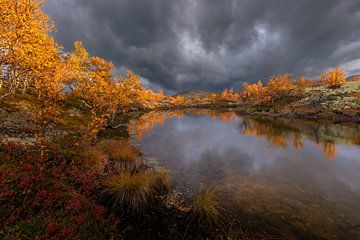 Herfst spiegeling in de herfst in Noorwegen van Andy Luberti