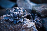 Rotsplant in de Himalaya van Tessa Louwerens thumbnail