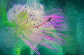Caper flower by Martine Affre Eisenlohr